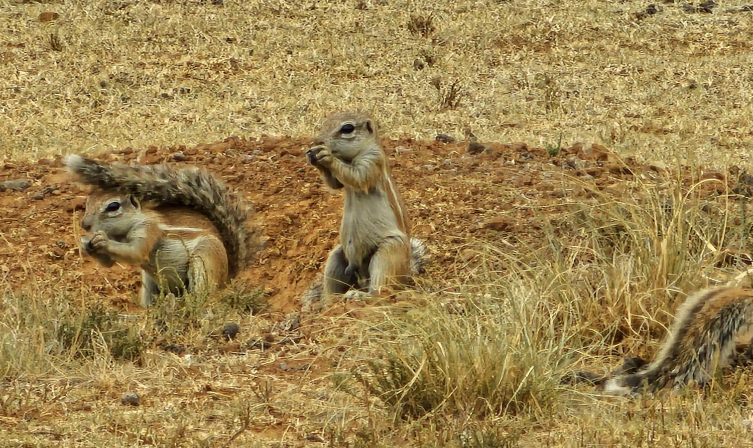 Letsatsi Game Lodge Smithfield 外观 照片